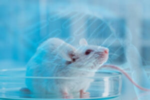 Experimental Design for Animal Experiments